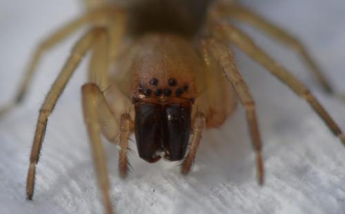 Clubiona sp.